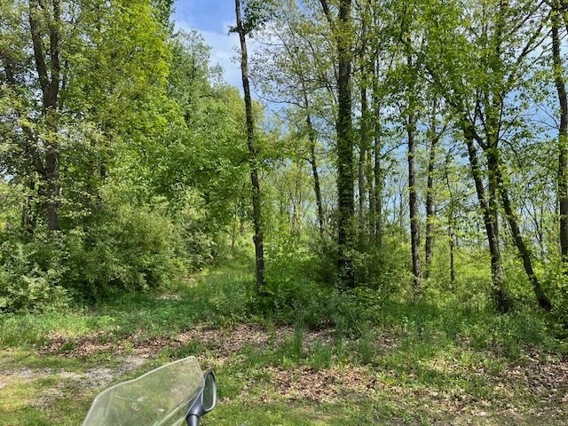 Wooded portion of the parcel in spring
